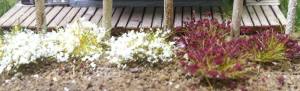 Bachmann 6mm Grass Tufts/White&Burgandy/100pc - BAC31035