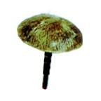 Plastruct N gauge Polystyrene Beach Umbrella (4 per pack)